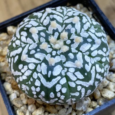 SH38474 Astrophytum asterias ‘Super Kabuto’ V-type, 7-ribs