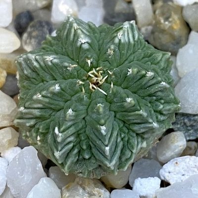 SH38475 Aztekium ritteri VM 619, seedling