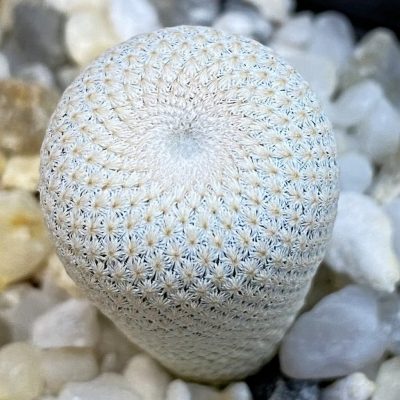SH38476 Epithelantha bokei MMR 287