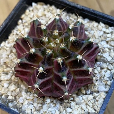 SH38477 Gymnocalycium mihanovichii ‘Neon’ hybrid