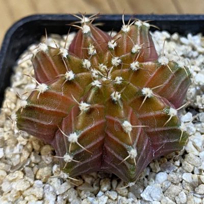 SH38478 Gymnocalycium mihanovichii ‘Neon’ hybrid