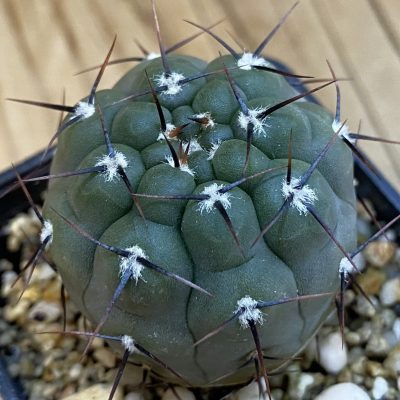 SH38406 Gymnocalycium bozsingianum