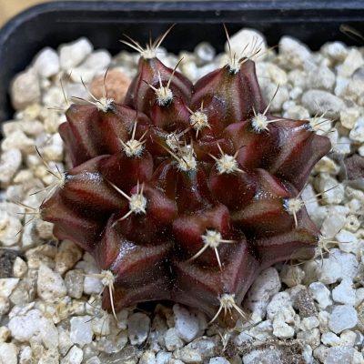 SH38479 Gymnocalycium mihanovichii ‘Neon’ hybrid