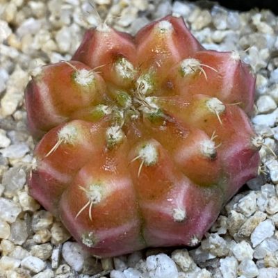 SH38480 Gymnocalycium mihanovichii ‘Neon’ hybrid