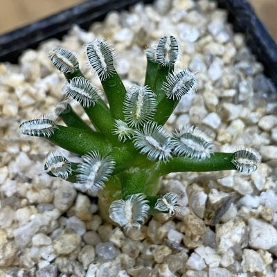 SH38481 Mammillaria bertholdii GCG 12161