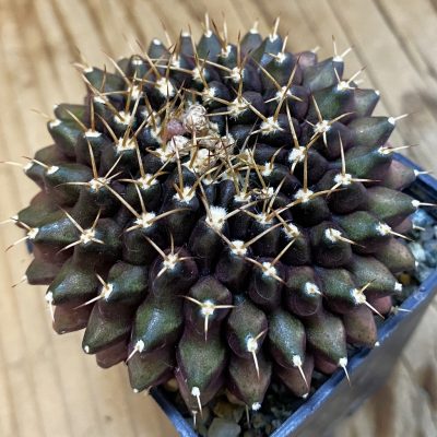 SH38407 Gymnocalycium mihanovichii f. cristata