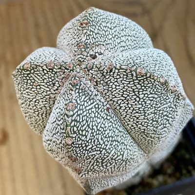 SH38409 Astrophytum myriostigma ‘Onzuka’ v. quadricostatum, 7 years old