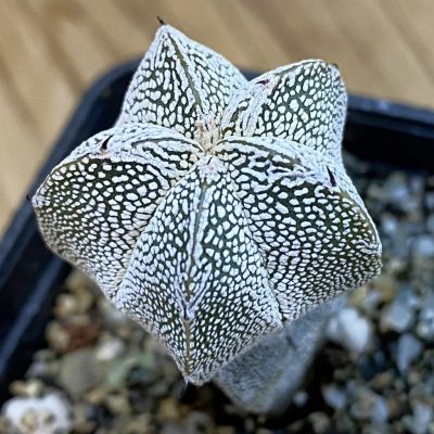 SH38410 Astrophytum myriostigma ‘Onzuka’