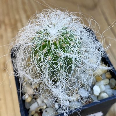 SH38413 Cephalocereus senilis