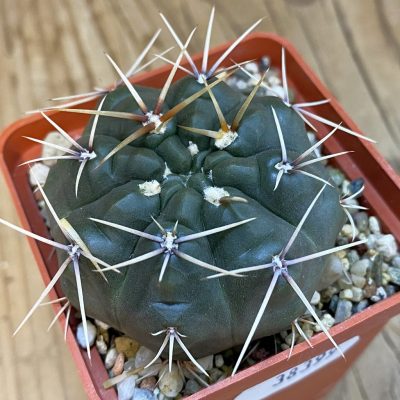 SH38399 Gymnocalycium gibbosum -Long spines-