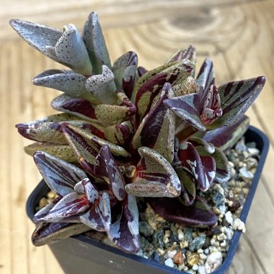 SH38414 Lenophyllum guttatum f. variegata