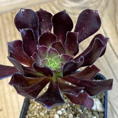 SH38415 Aeonium arboreum