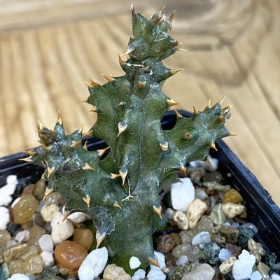 SH38416 Edithcolea grandis