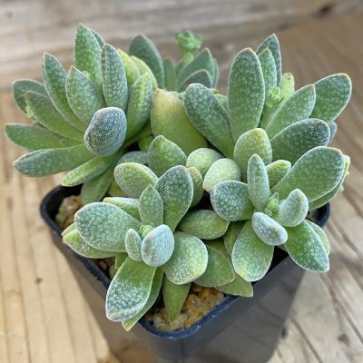 SH38417 Crassula ausensis x tecta hybrid