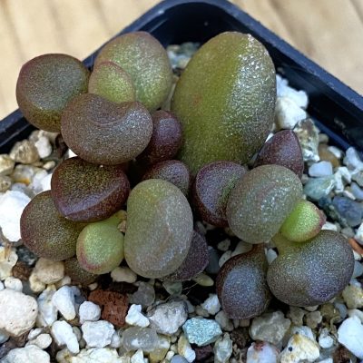 SH38418 Adromischus marianiae 'Little Spheroid'