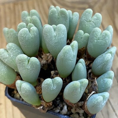 SH38419 Conophytum frutescens