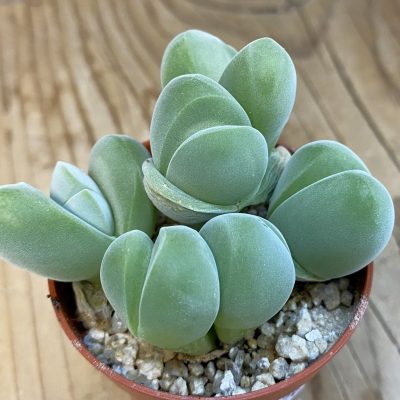 SH38420 Vanheerdea divergens