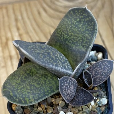 SH38421 Gasteria brachyphylla v. bayeri
