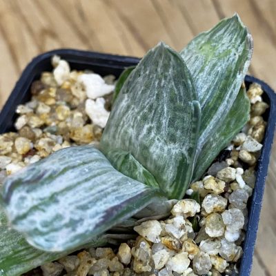 SH38422 Gasteria brachyphylla f. variegata