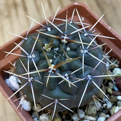 SH38400 Gymnocalycium gibbosum -Long spines-