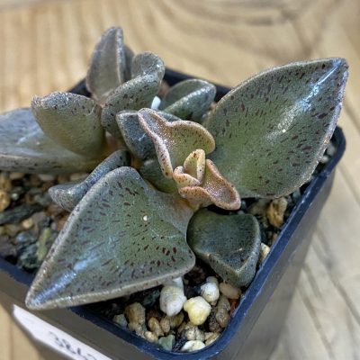 SH38423 Lenophyllum guttatum