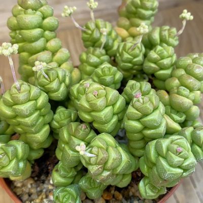 SH38424 Crassula marchandii