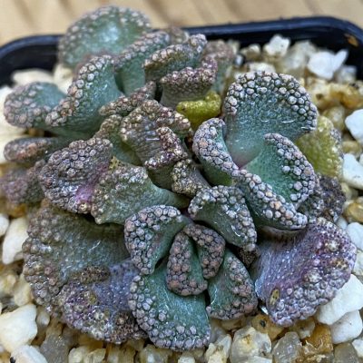SH38425 Titanopsis calcarea, clon 2