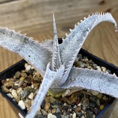 SH38426 Dyckia marnier-lapostollei ‘Pink Spine’