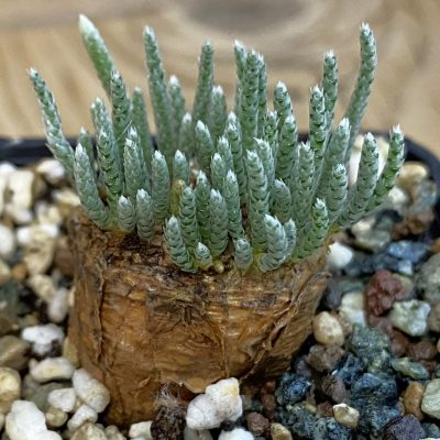 SH38427 Avonia alstonii