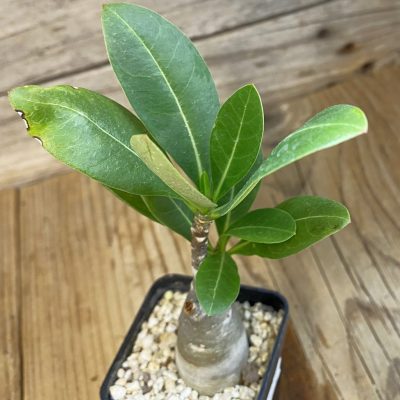 SH38428 Adenium arabicum ‘Black Body’