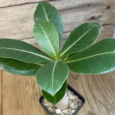 SH38429 Adenium arabicum ‘Black Body’