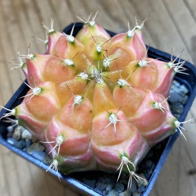 SH22649 Gymnocalycium mihanovichii ‘Neon’ hybrid