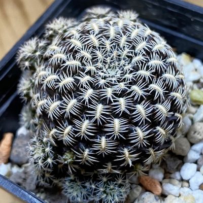SH22670 Sulcorebutia augustinii LH 1721