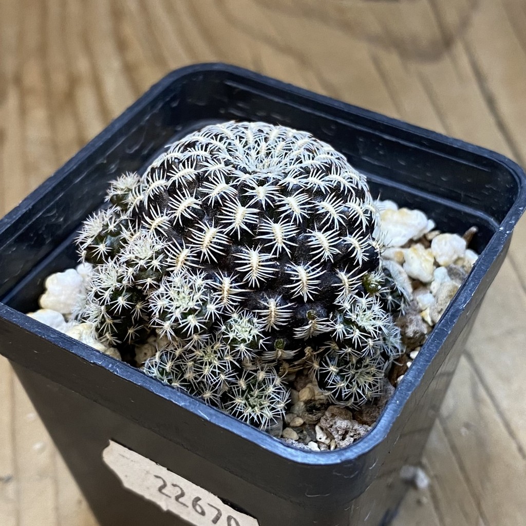 SH22670 Sulcorebutia augustinii LH 1721 - Image 2