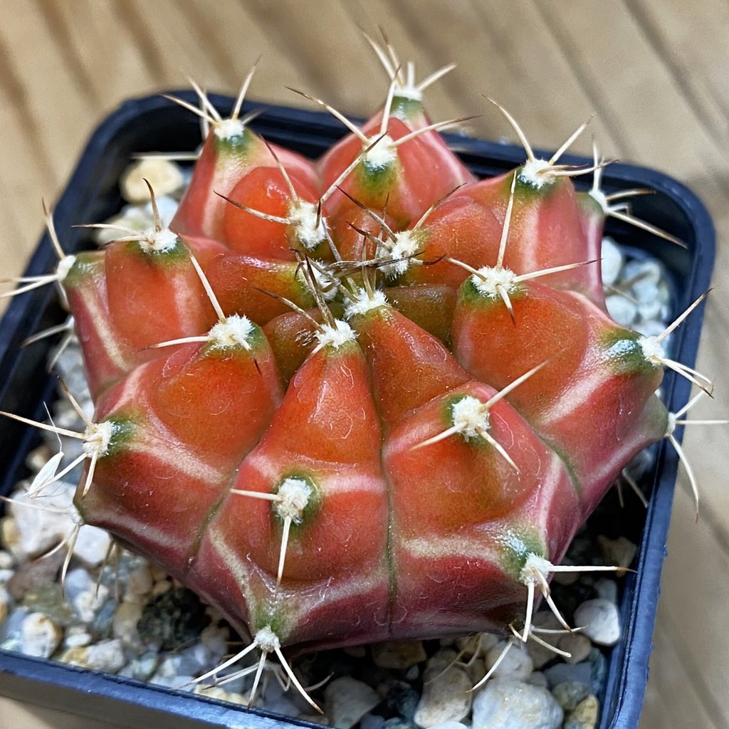 SH22287 Gymnocalycium mihanovichii ‘Neon’ hybrid