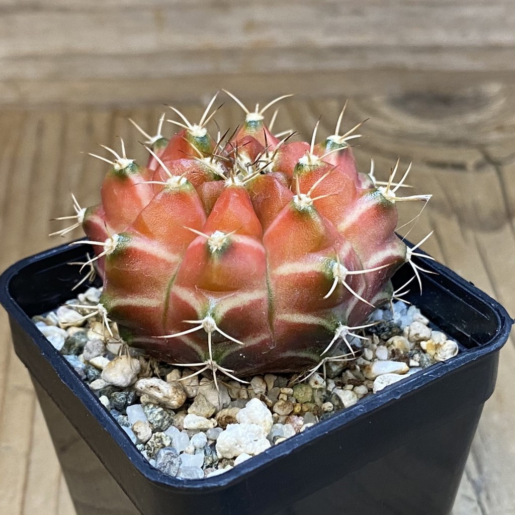 SH22287 Gymnocalycium mihanovichii ‘Neon’ hybrid - Image 2