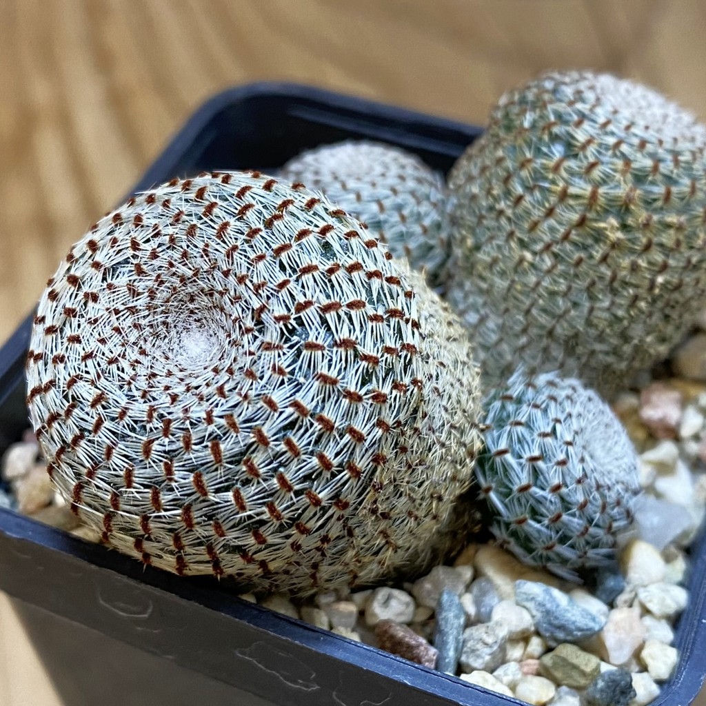 SH21920 Rebutia heliosa