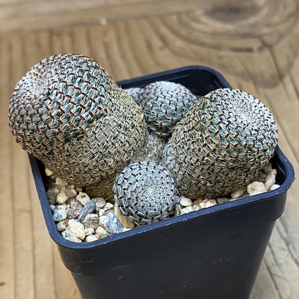 SH21920 Rebutia heliosa – Bild 2