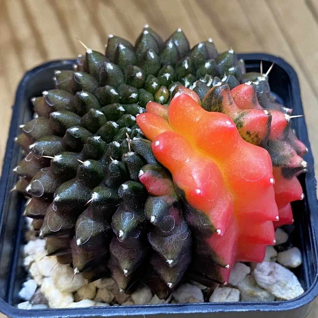 SH21040 Gymnocalycium mihanovichii ‘inermis’ f. variegata