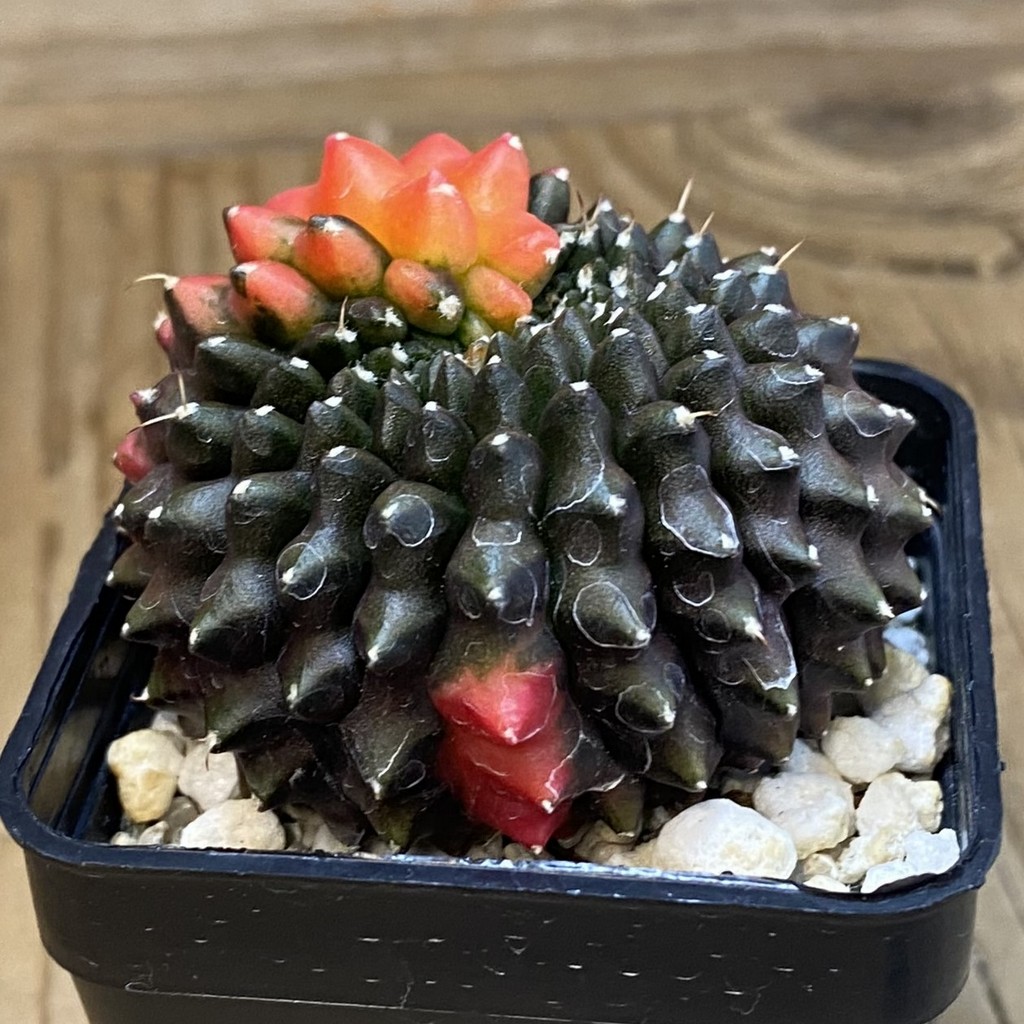SH21040 Gymnocalycium mihanovichii ‘inermis’ f. variegata - Image 2