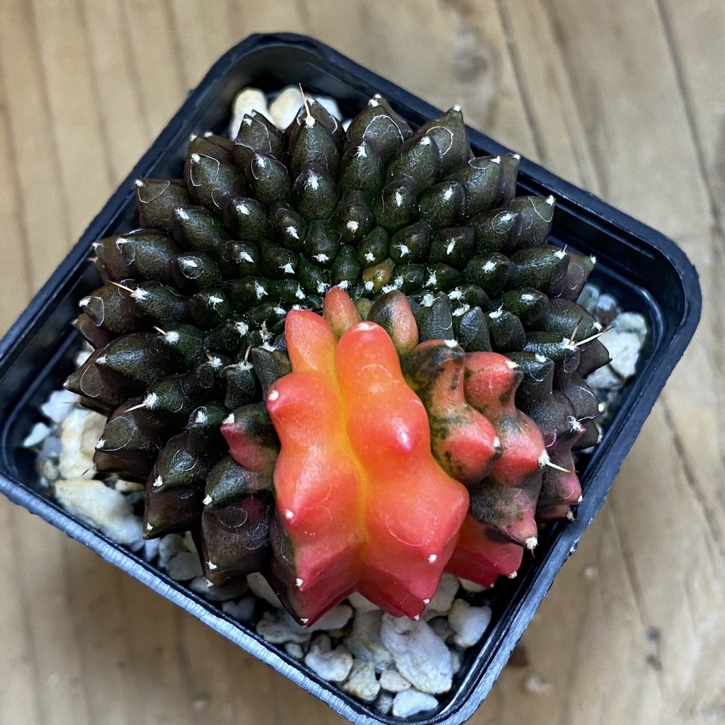 SH21040 Gymnocalycium mihanovichii ‘inermis’ f. variegata - Image 3