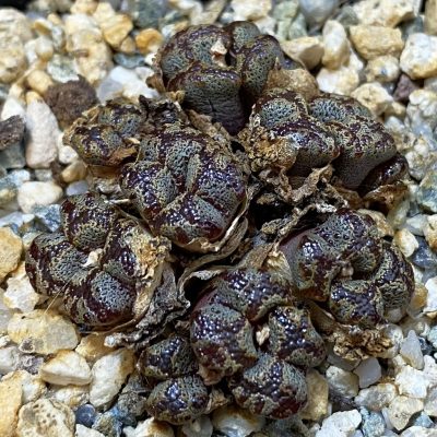 SH27953 Conophytum pellucidum, seedling