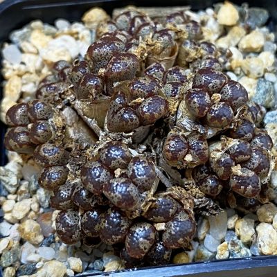 SH27952 Conophytum pellucidum, 2 plants seedling