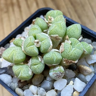 SH11809 Conophytum klinghardtense ISI 1135 -Heioabi-
