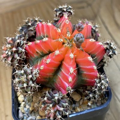 SH23279 Gymnocalycium mihanovichii ‘French Fuchsia’