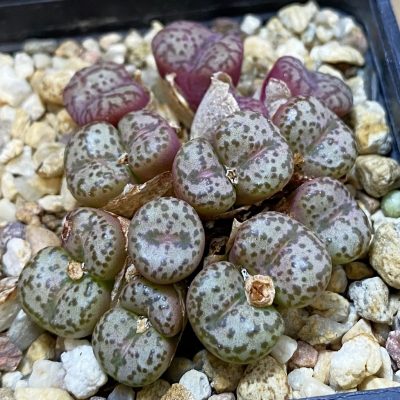 SH11829 Conophytum obcordellum, seedling 2 plants