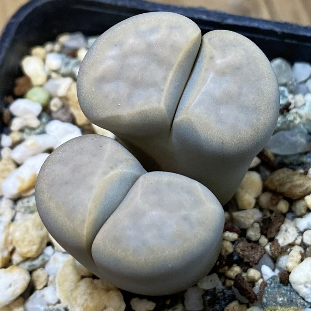 SH17233 Lithops karasmontana v. opalina