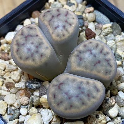 SH16784 Lithops schwantesii