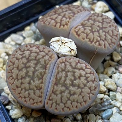 SH16774 Lithops hookeri v.dabneri