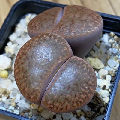 SH21249 Lithops bromfieldii v. glaudinae C393